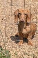 Cedar Grove Dachshunds Dachshund for sale/adoption