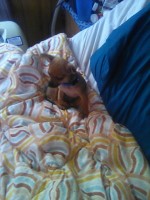 chihuahua puppies Chihuahua for sale/adoption