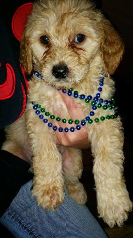 Goldendoodle puppy for sale + 47749