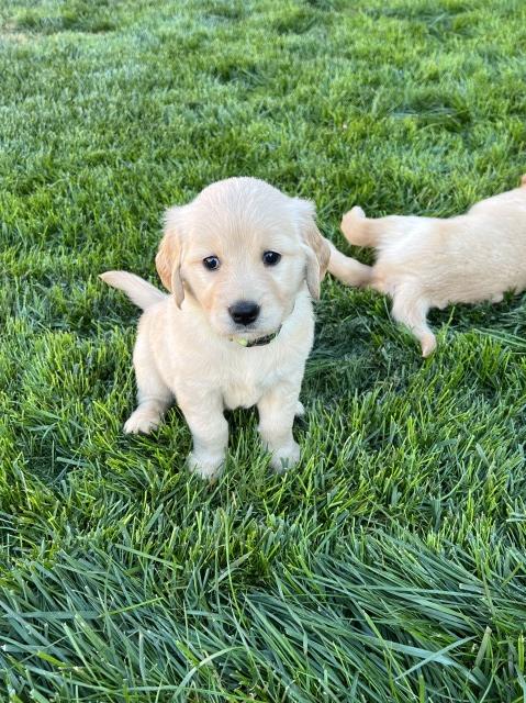 Golden Retriever puppy for sale + 64161