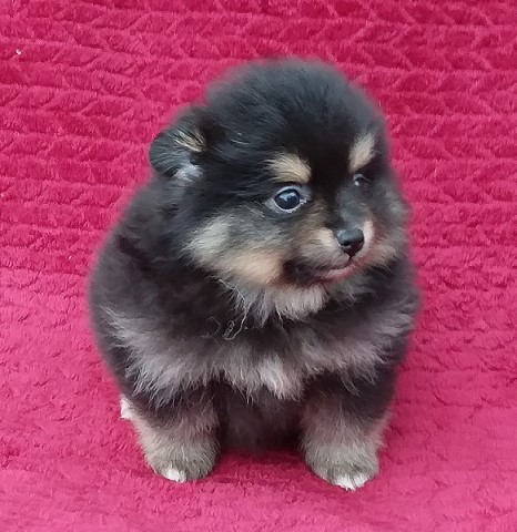 Pomeranian puppy for sale + 61923