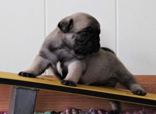 Outstanding pug puppies