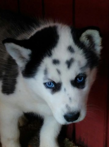 Piebald Husky Puppies ready 12/18. blue eyes. excepting deposits to hold till pickup