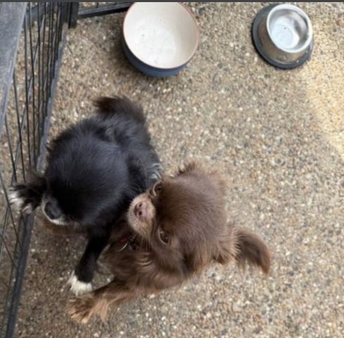 Tiny teacup chihuahua