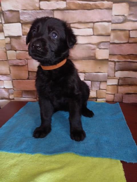 GSD puppies ready to go!!!