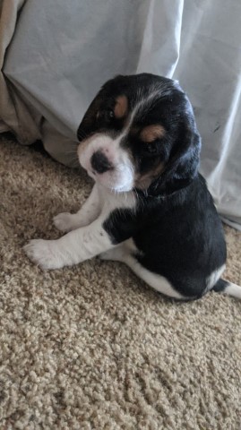 8 Week Old Beagle Boy Pups