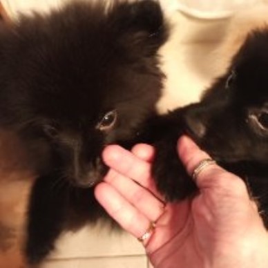 Pomeranian puppy for sale + 61989