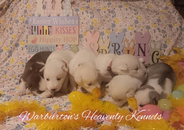 AKC Reg. Female Siberian Husky Puppies
