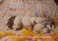 Siberian Husky thumbnail