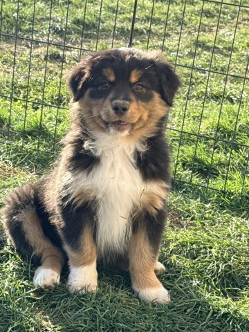 AKC & ASCA Australian Shepherd puppies! Male & female. Parents health tested.