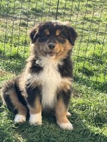 AKC & ASCA Australian Shepherd puppies! Male & female. Parents health tested. Australian Shepherd Dog for sale/adoption