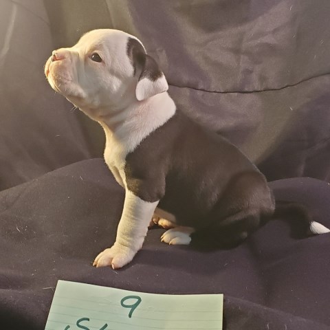 American Staffordshire Terrier puppy for sale + 59389