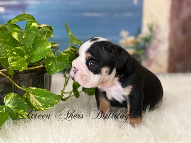 English Bulldog puppy for sale + 62724