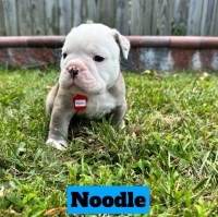 olde english bulldogs English Bulldog for sale/adoption