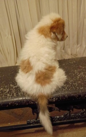 Great Pyrenees puppy for sale + 67019