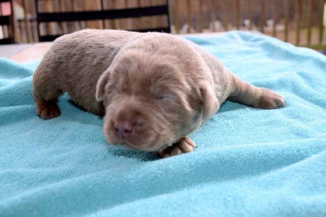 AKC Silver Female Labrador Retriever Puppies