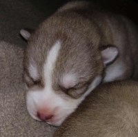 AKC Siberian Husky Champion  lines Siberian Husky for sale/adoption