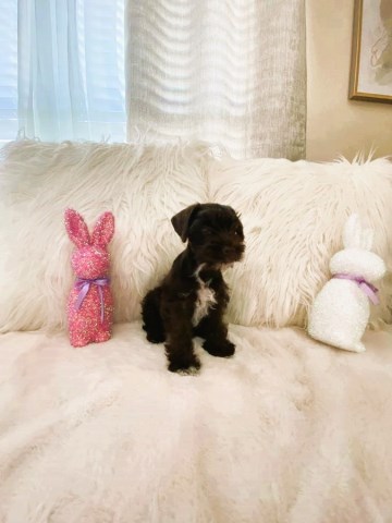 Miniature Schnauzer puppy for sale + 66521