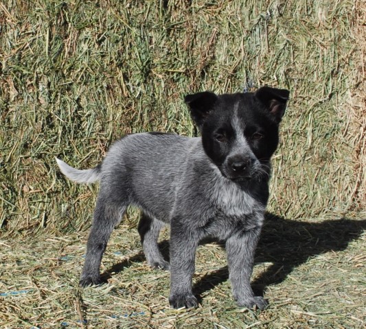 Gorgeous Heeler/Border Collie Pups!