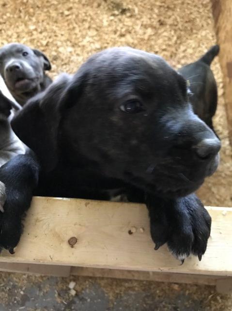 Cane Corso puppy for sale + 49410