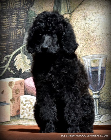 Poodle Standard puppy for sale + 58895