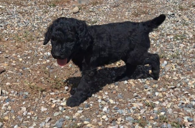 AKC STANDARD POODLE PUPPY