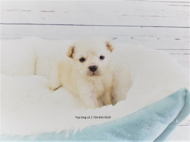 Maltipoo puppy for sale + 50614