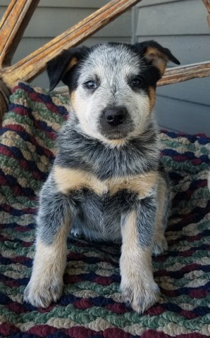 Australian Cattle Dog puppy for sale + 64033