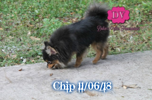 Pomeranian puppy for sale + 54340