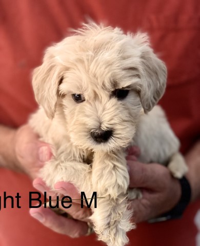 Goldendoodle puppy for sale + 62637