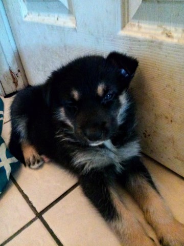 Alaskian Shepherd Puppies