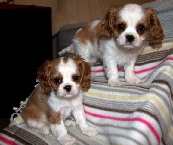 Cavalier King Charles puppies