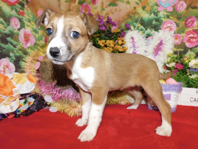 Chicago Farm Terrier Babies. "SUPER CUTE"