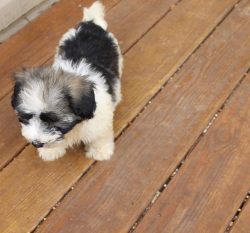 Havanese puppy for sale + 66096