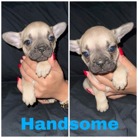 AKC Fawn Sable French Bulldogs Available!