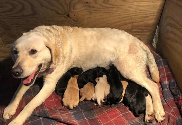 AKC BRITISH LAB PUPPIES