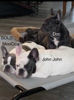 Male Blue French Bulldog French Bulldog for sale/adoption