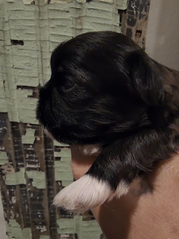 Shih Tzu puppy for sale + 64165