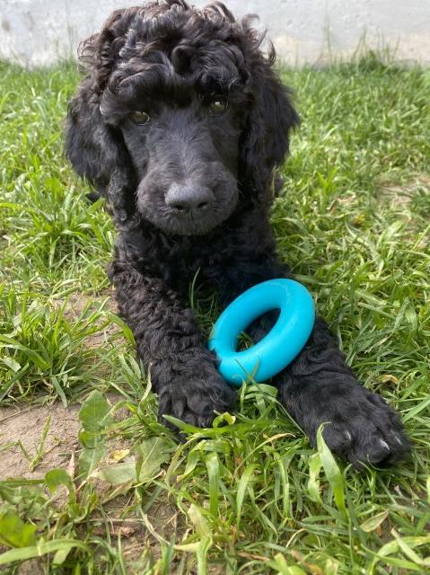 Poodle Standard puppy for sale + 63663