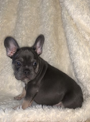 French Bulldog puppy for sale + 59530