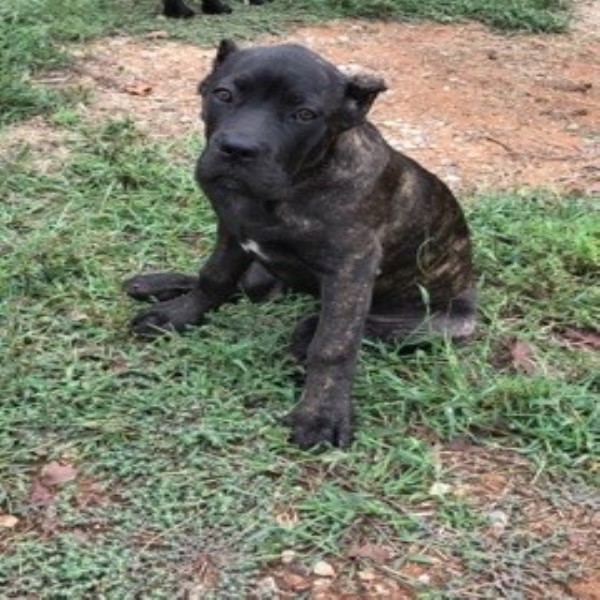 Cane Corso puppy dog for sale in ,ok, Oklahoma
