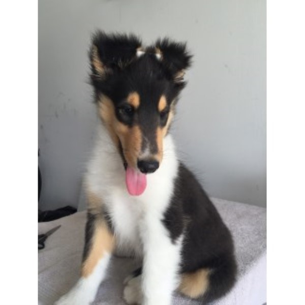 AKC Tri Rough Collie