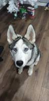 Beautiful Huskies mix ready for their forever home ??. Siberian Husky for sale/adoption