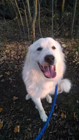 AKC Great Pyrenees Puppies for Sale