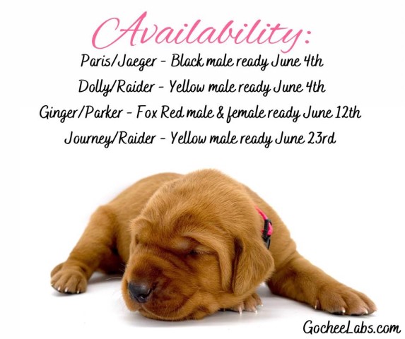 AKC FOX RED LAB PUPPIES