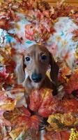Gorgeous Miniature Dachshund Puppies Available Dachshund for sale/adoption