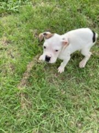 Boxer puppy for sale + 63482