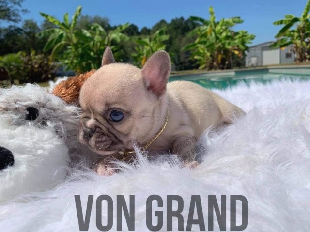 French Bulldog puppy for sale + 62283