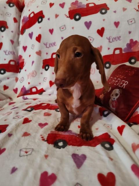Miniature Dachshund puppies available