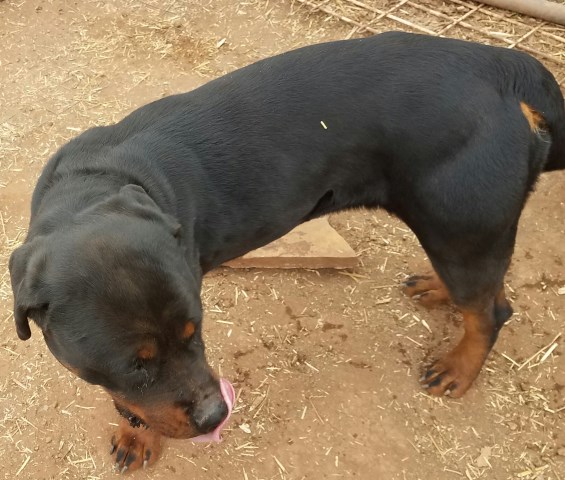 Rottweiler puppy for sale + 47796